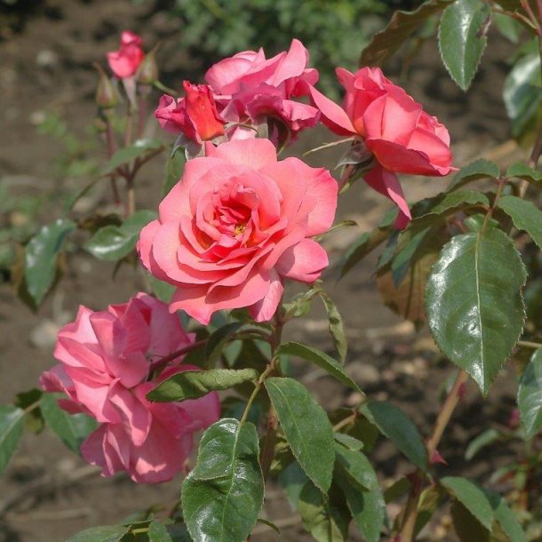 Rose 'Rosenresli'