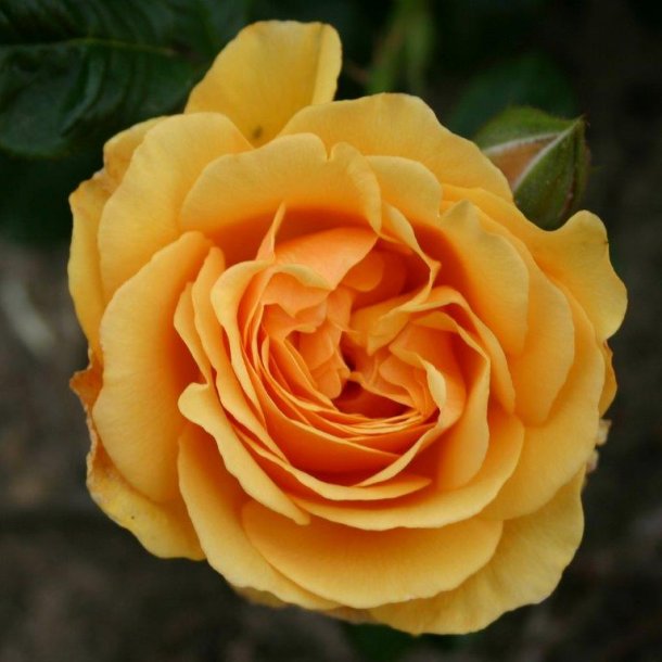 Rose 'Amber Queen'