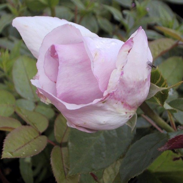 Rose 'Bering Renaissance'