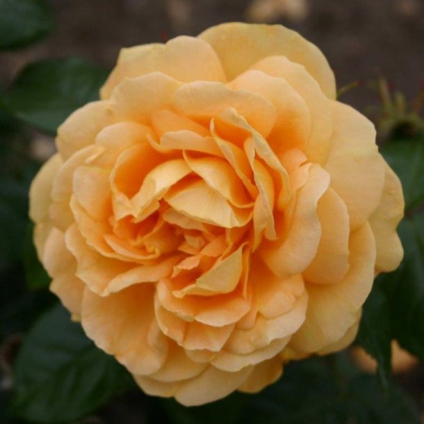 Rose floribunda 'Bernstein Rose'