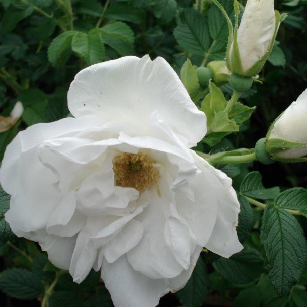 Rose rugosa 'Blanc Double de Coubert'