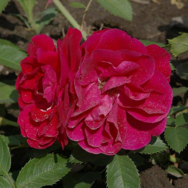 Rose 'Flammentanz'