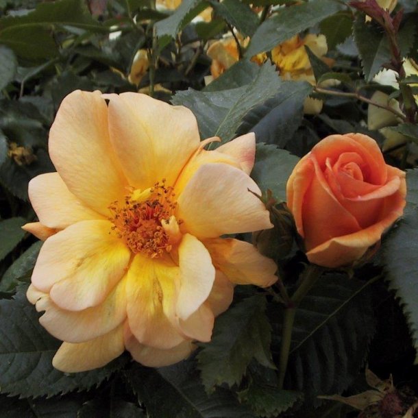 Rose pimpinellifolia 'Maigold'