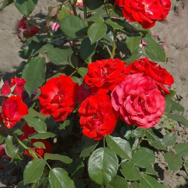 Rose floribunda 'Montana'