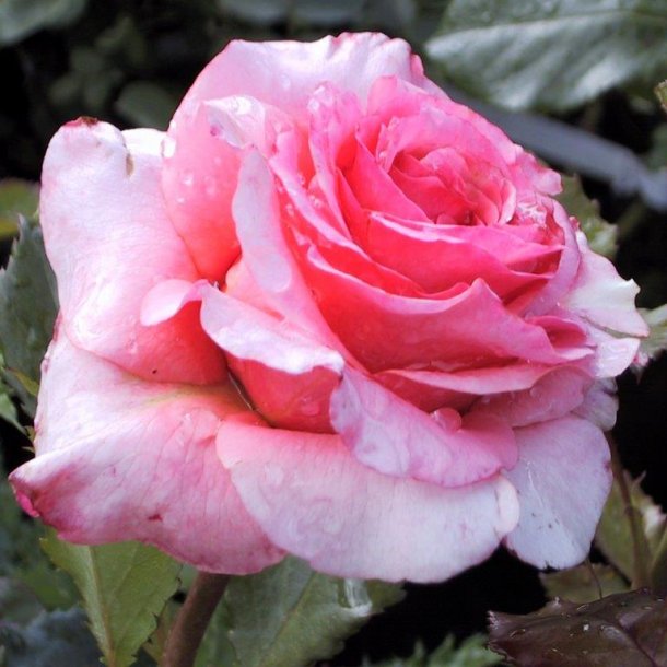 Rose floribunda 'Nitouche'