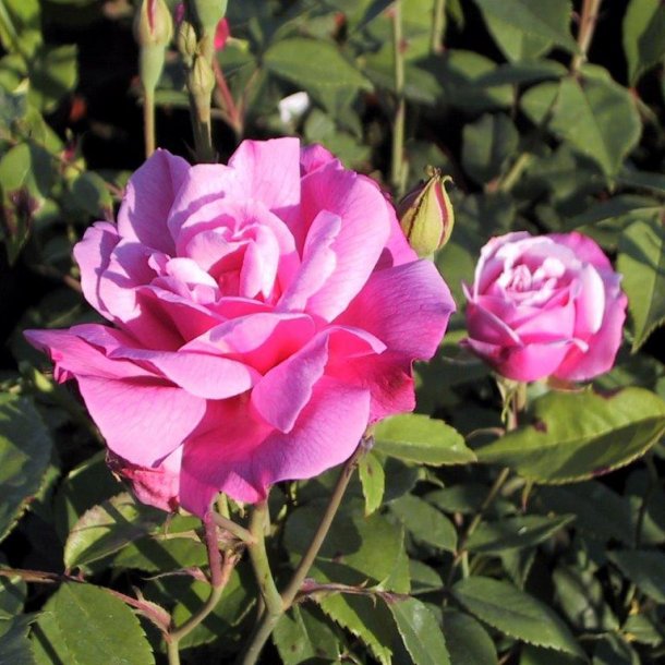 Rose chinensis 'Old Blush'