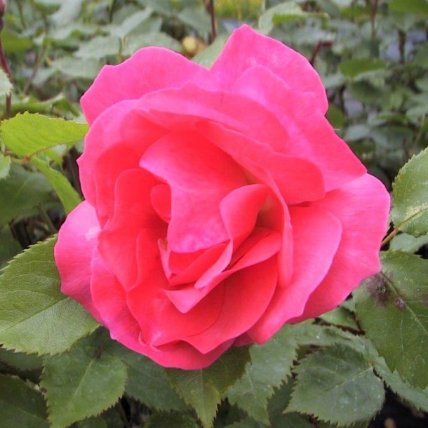 Rose floribunda 'Pernille Poulsen'