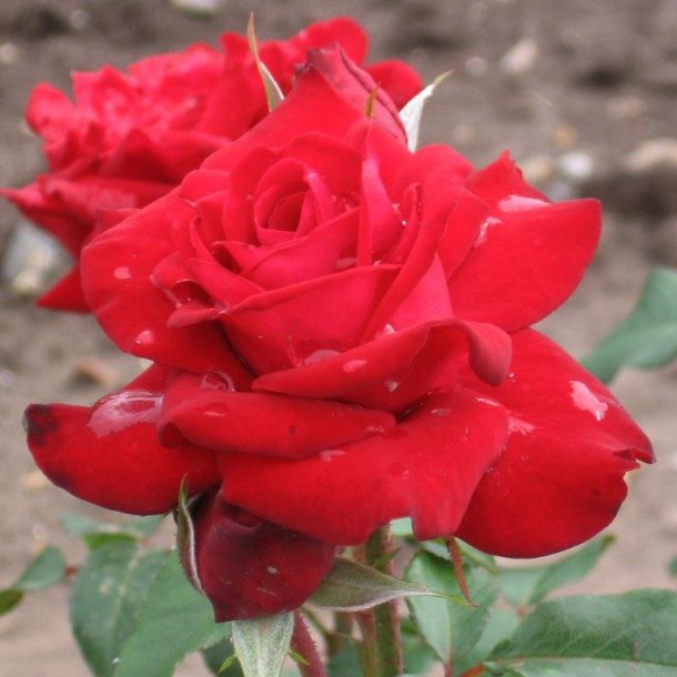 Rose floribunda 'Peter Wessel'