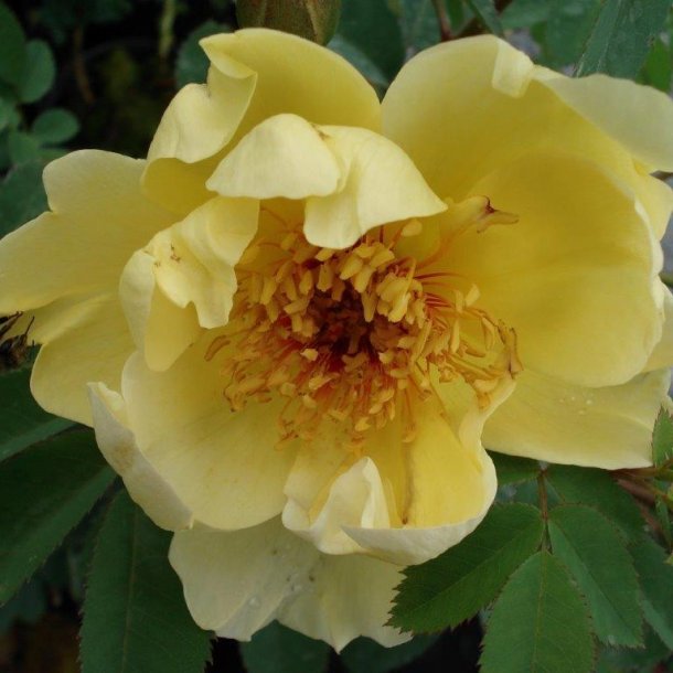 Rose pimpinellifolia 'A&iuml;cha'