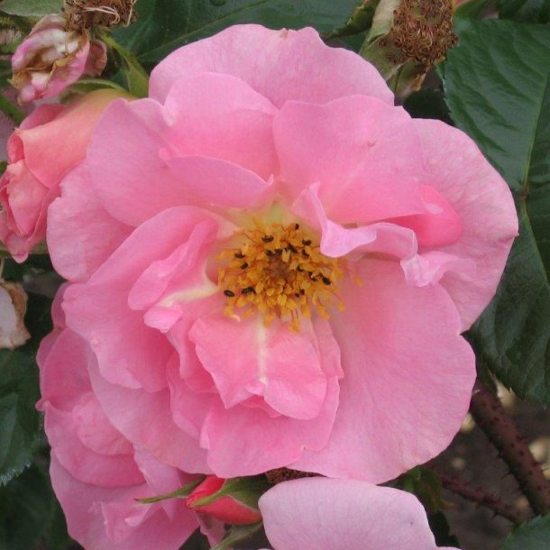 Rose 'Pink Robusta'