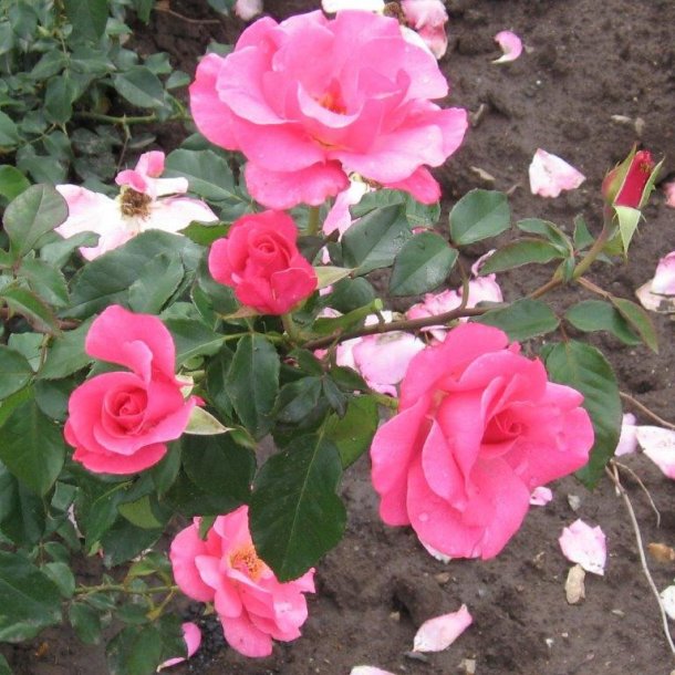 Rose 'Romanze'