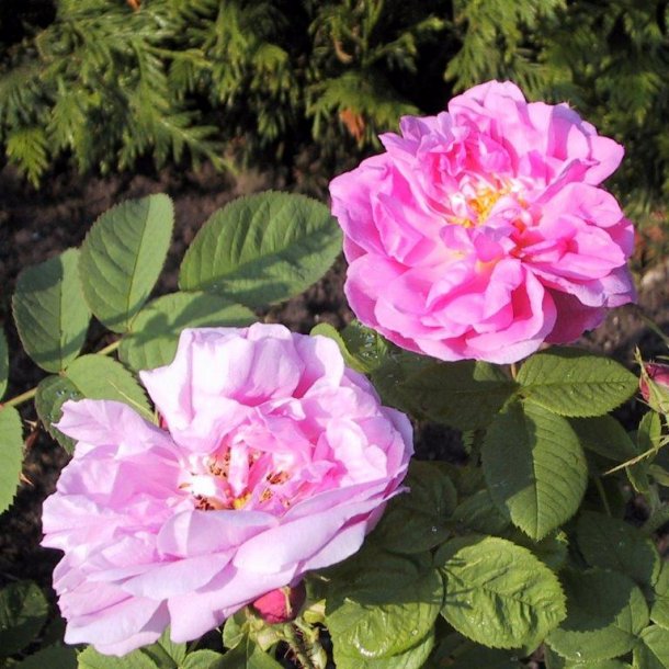 Rose damascena 'Quatre Saisons'