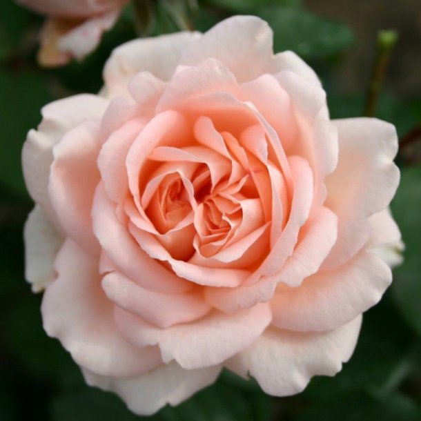 Rose 'Clair Renaissance'