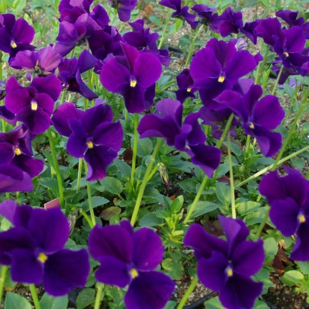 Viola cornuta 'Germanica'