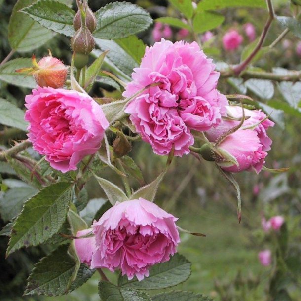Rose rugosa 'Pink Grootendorst'