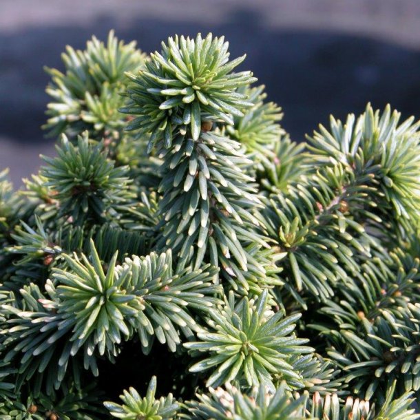 Abies balsamea 'Piccolo'