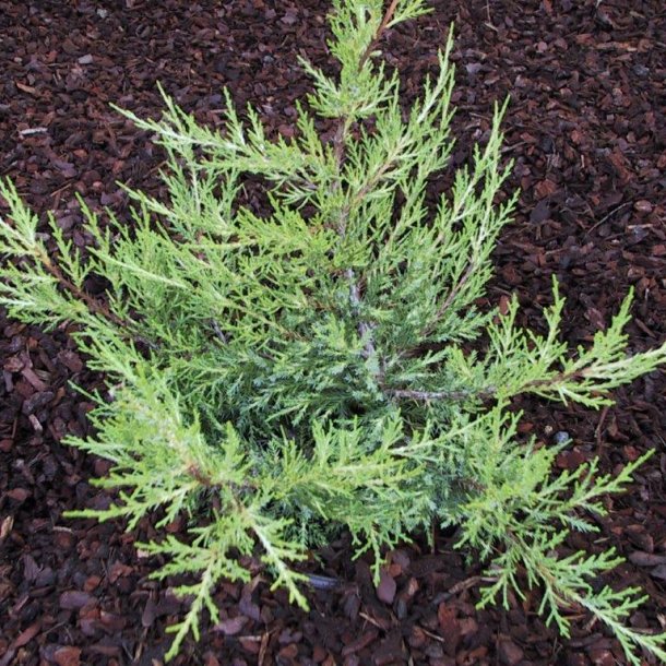 Juniperus chinensis 'Kuriwao Gold'