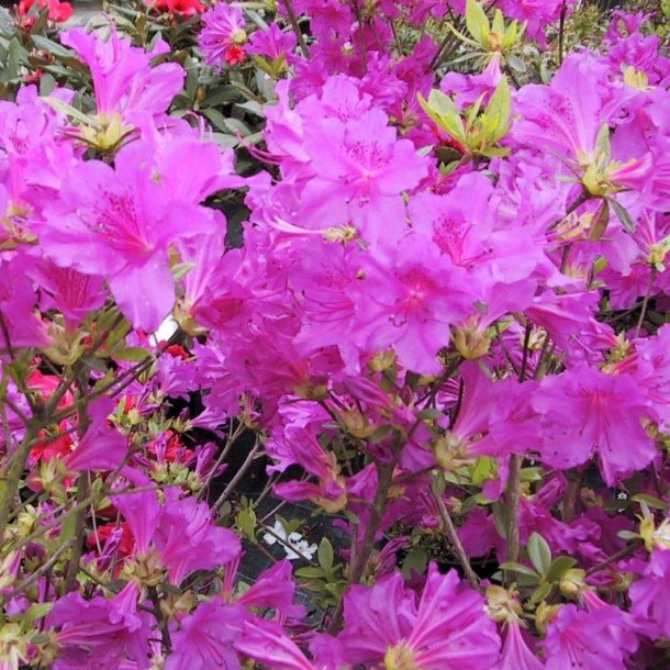 Rhododendron 'Blue Donau'