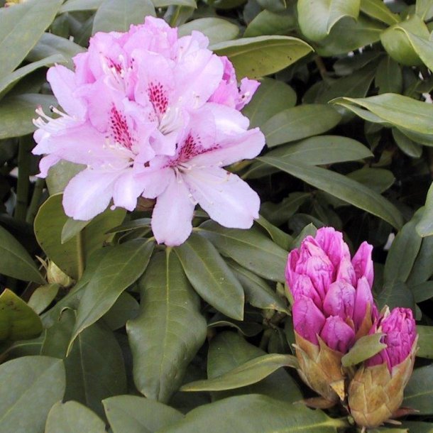 Rhododendron caucasicum 'Cheer'