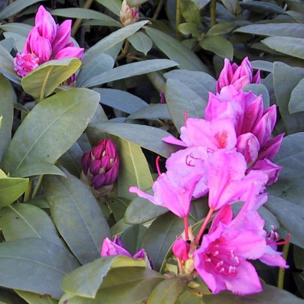 Rhododendron catawbiense 'Delta'