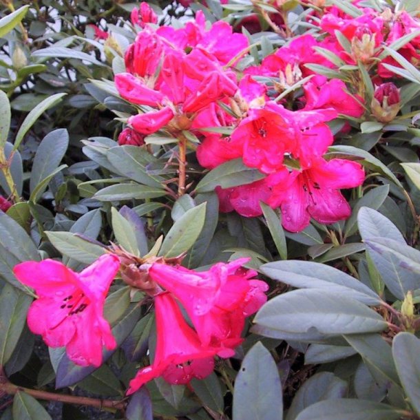 Rhododendron forrestii 'Elizabeth'