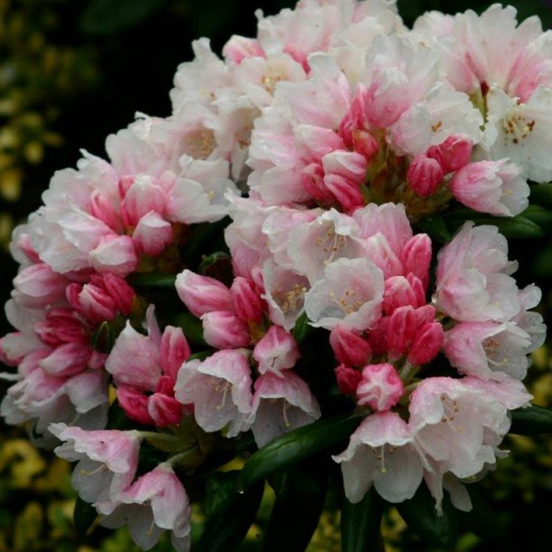 Rhododendron yakushimanum 'FCC'