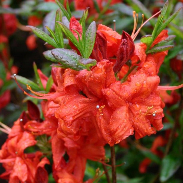 Rhododendron knaphill 'Fireball'