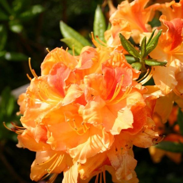 Rhododendron knaphill 'Golden Flare'