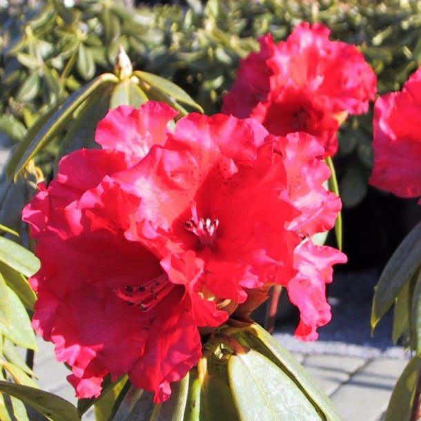 Rhododendron strigillosum 'Grace Seabrook'