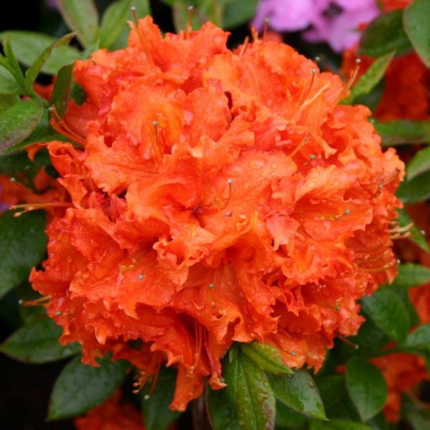 Rhododendron forrestii 'Gibraltar'