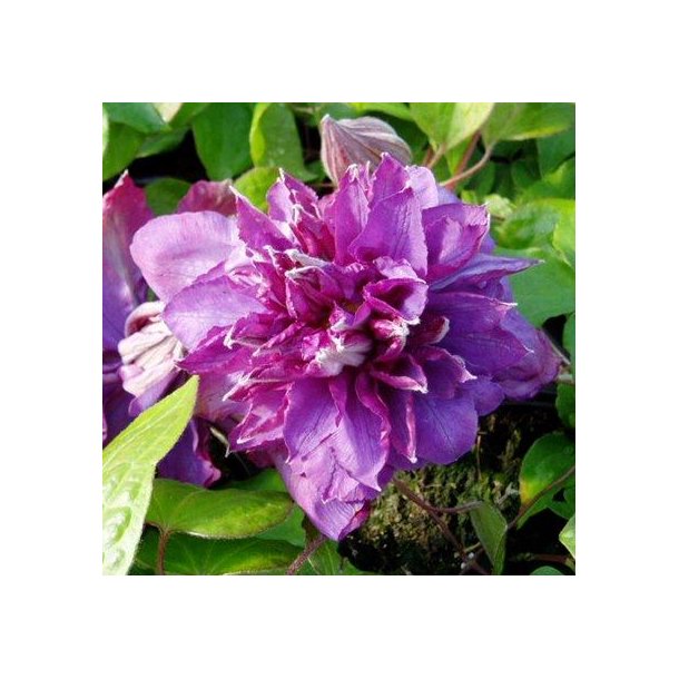 Clematis 'Vyvyan Pennell'
