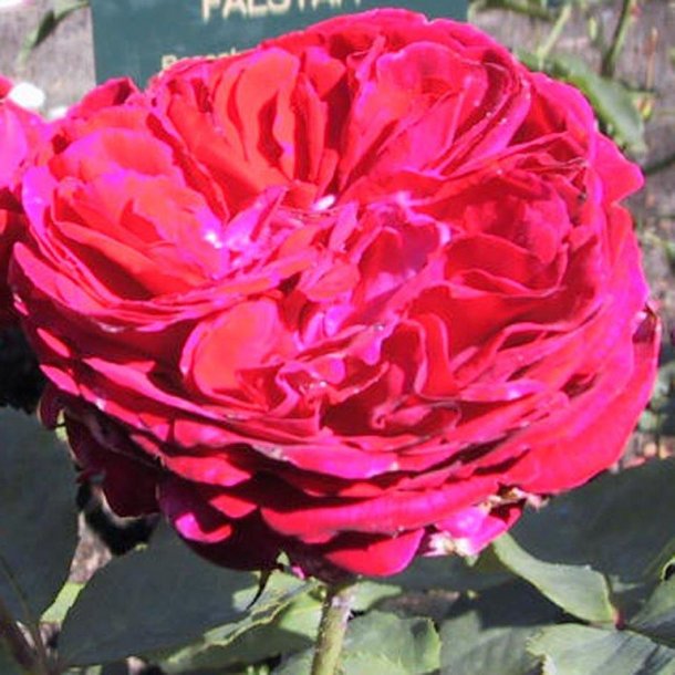 Rose 'Falstaff