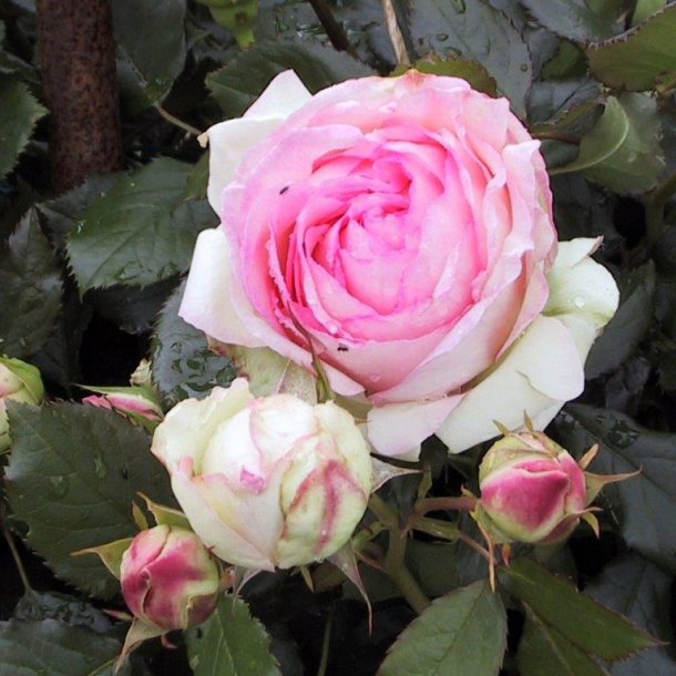 Rose 'Willestrup'