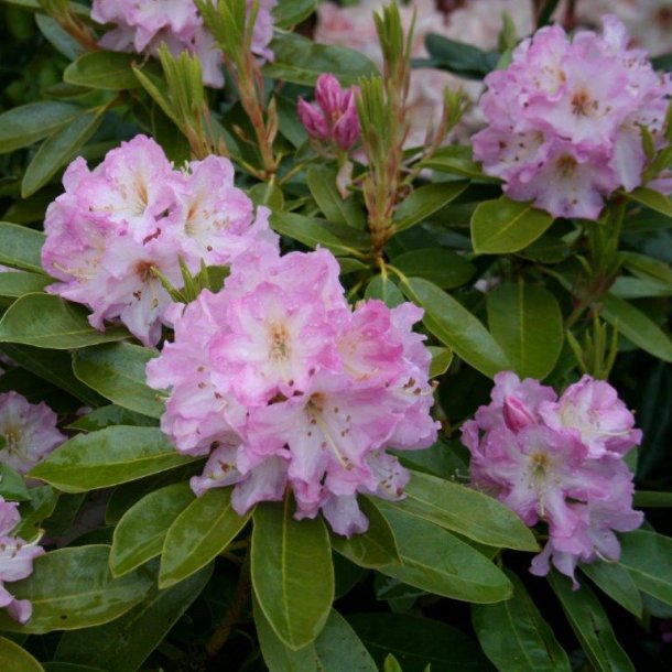 Rhododendron catawbiense 'Onkel Dines'