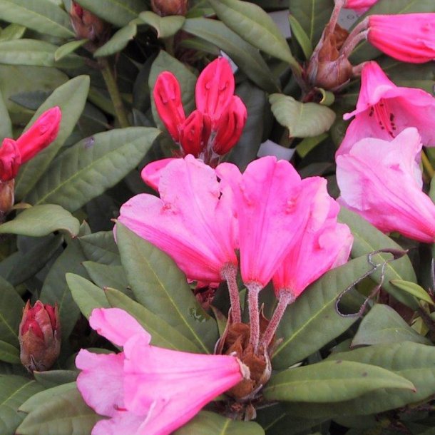 Rhododendron 'Winsome