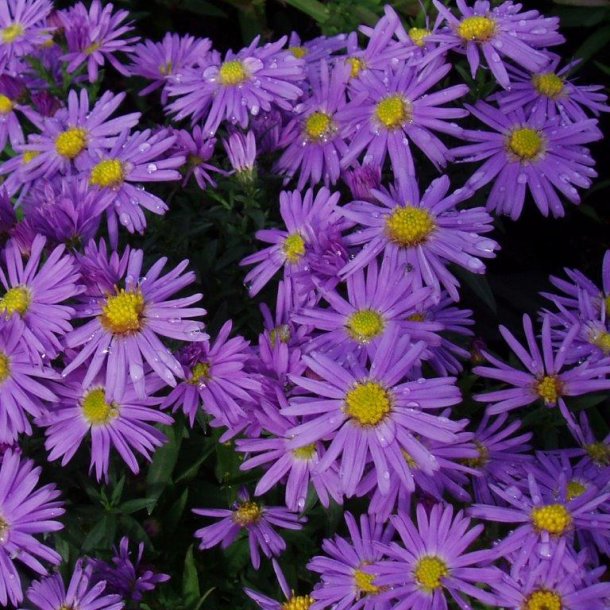 Aster dumosus 'Early blue'