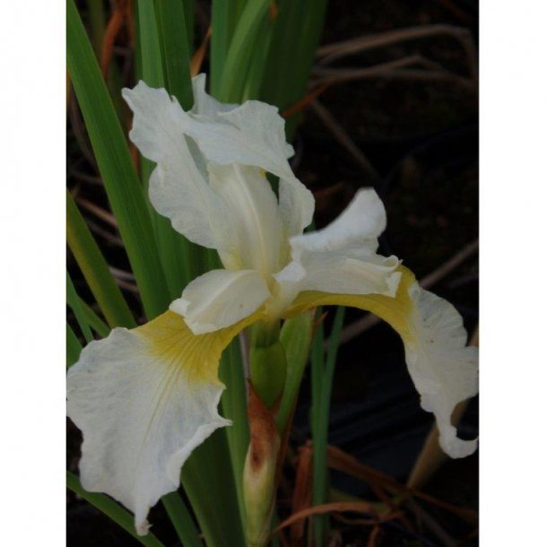 Iris sibirica 'Tunkhannock'