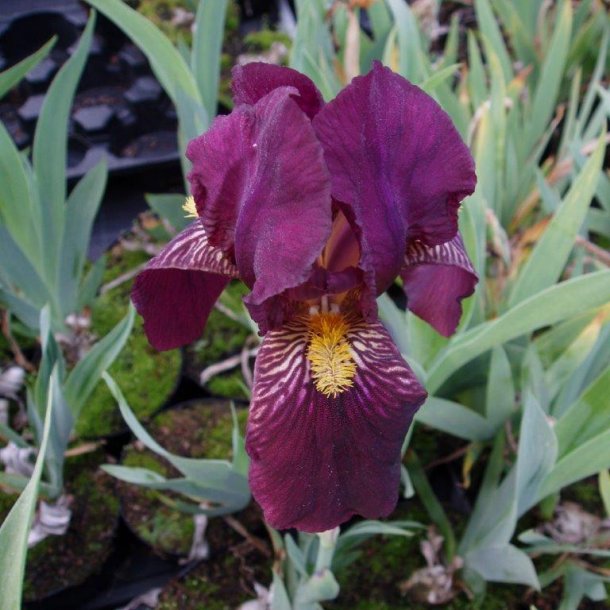 Iris pumila 'Pastel Charme'