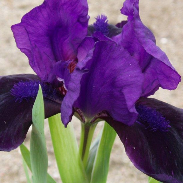 Iris pumila 'Little Shadow'