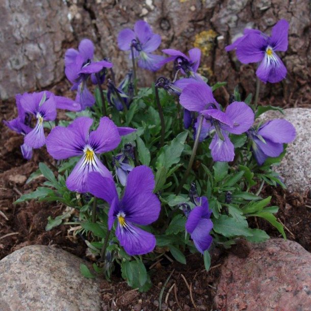 Viola cornuta 'Blaue Sch&ouml;nheit'