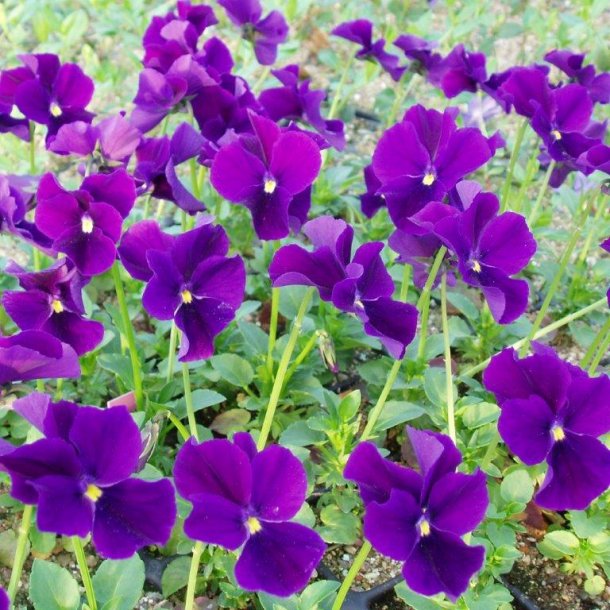 Viola cornuta 'Hansa'