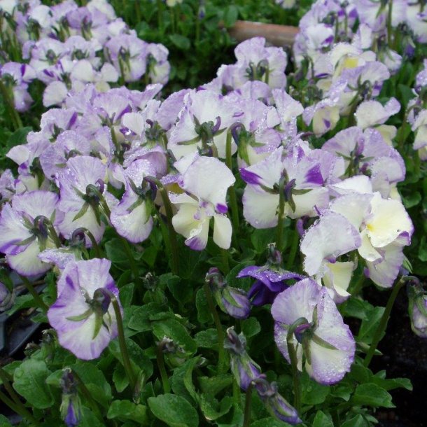 Viola cornuta 'Rebecca Cawthorne'