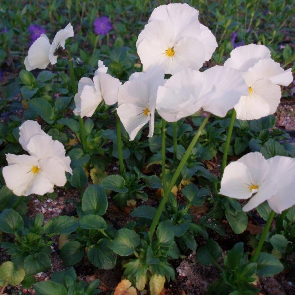 Viola cornuta 'White Superior'