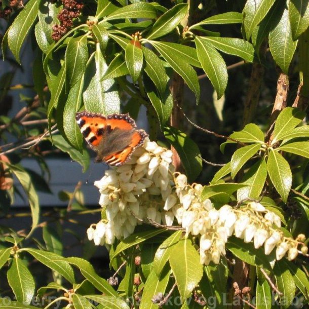 Pieris japonica