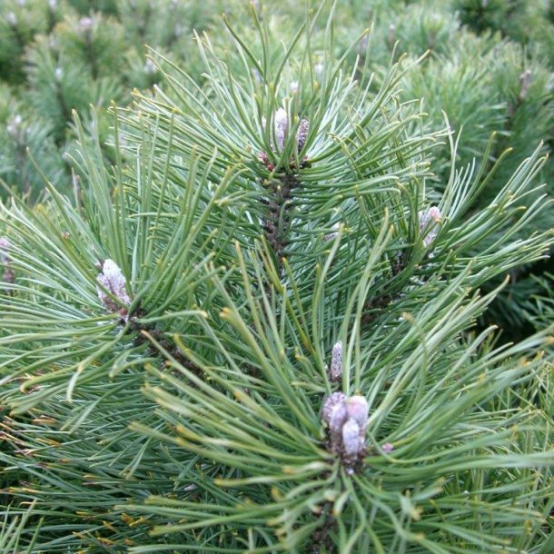Pinus mugo var mughus