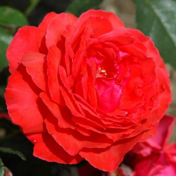Rose 'Duftwolke'