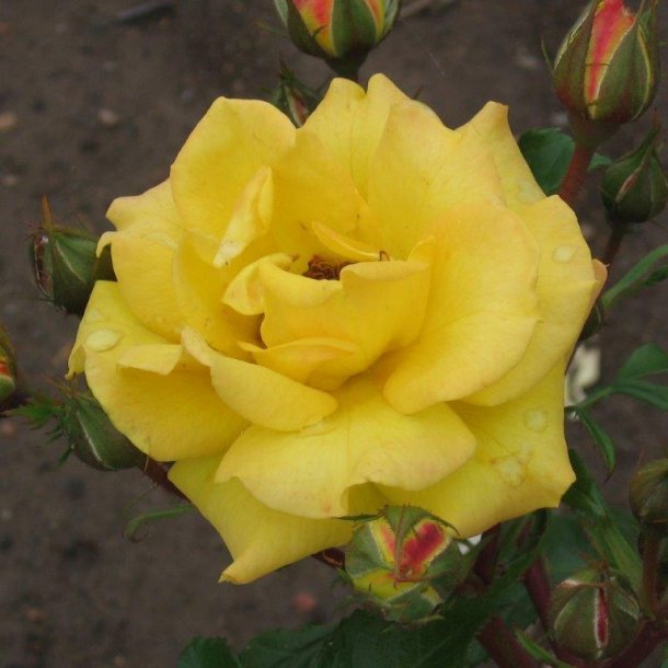 Rose floribunda 'Goldmarie'