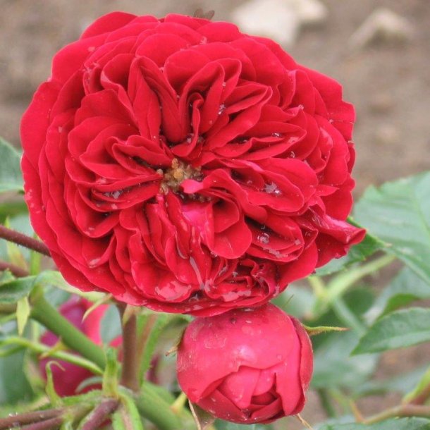 Rose  floribunda 'Imperial Palace'