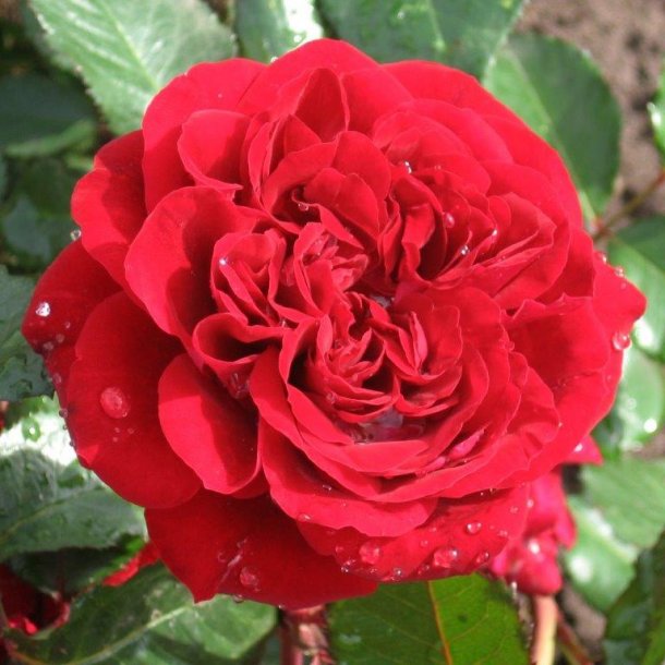 Rose 'Isabel'