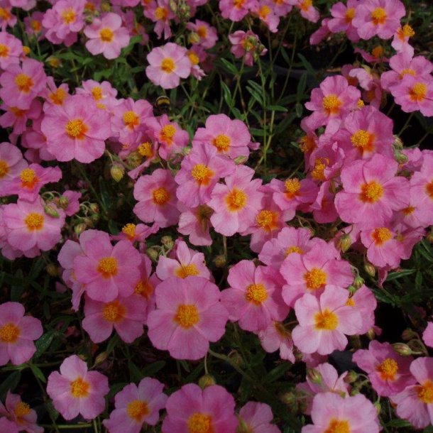 Helianthemum hybrid 'Lawrenson's Pink'